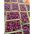 Sweet Juicy Chinese Red Fresh FUJI Apple bulk